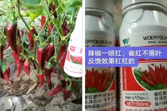 增紅率提高95%!催紅不落葉!收入翻幾番!就用辣椒一噴紅!