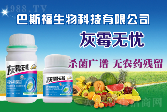 葡萄灰霉病危害嚴重！葡萄灰霉病如何防治？