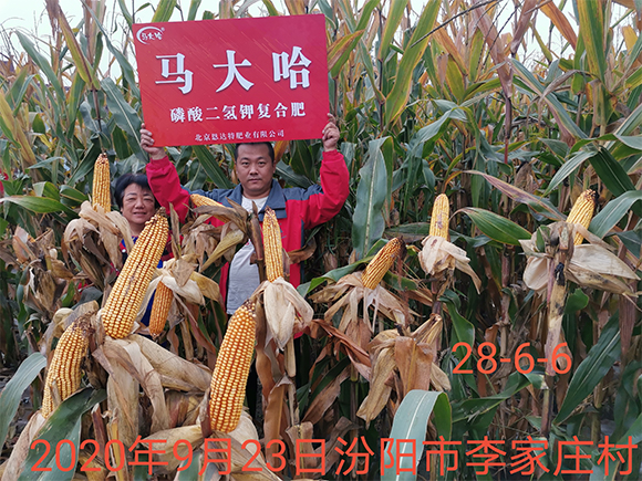 小麥專用磷酸二氫鉀型全水溶復合肥料26-16-6-馬大哈-農富天下6