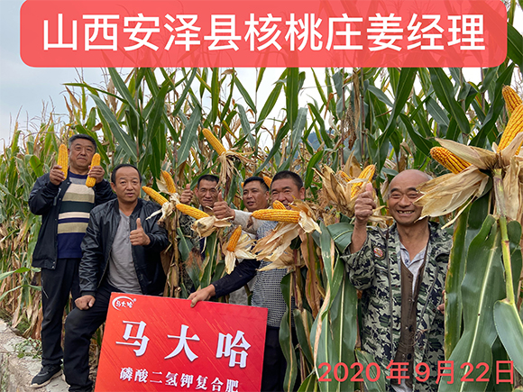 小麥專用磷酸二氫鉀型全水溶復合肥料26-16-6-馬大哈-農富天下4