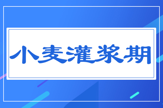 小麥灌漿期