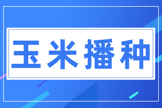 玉米播種
