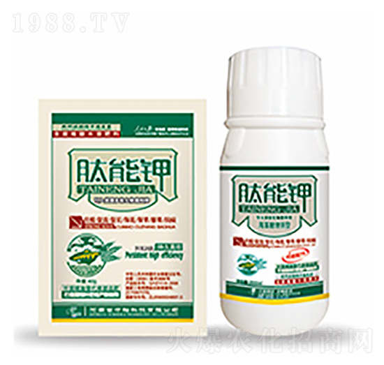 �����-�����Ƽ�