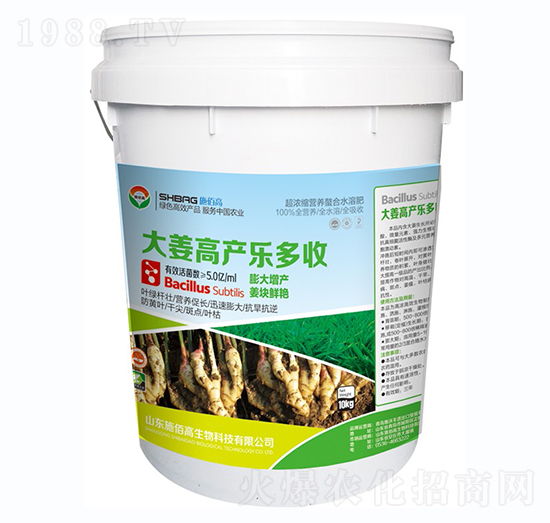 大姜高產(chǎn)樂多收-施佰高