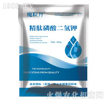 ������������-Ӣ��