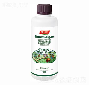 ������Ǐͺ�ԭҺ-�������-�S�A�ʘI(y��)